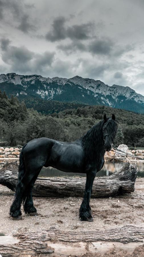 Popasul Craiului Villa Zărneşti Esterno foto