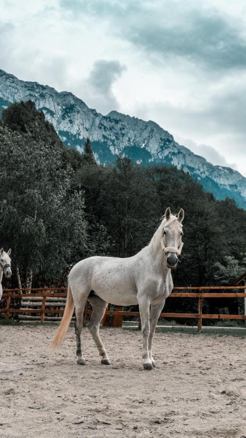 Popasul Craiului Villa Zărneşti Esterno foto