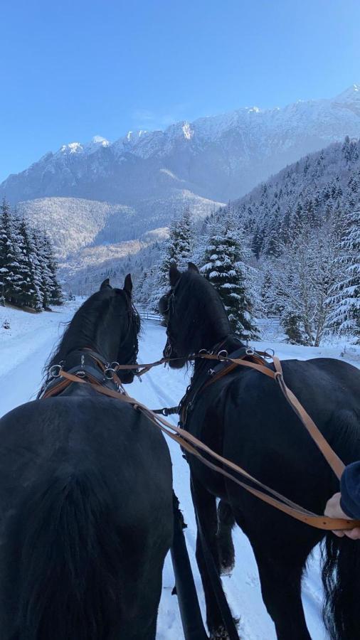 Popasul Craiului Villa Zărneşti Esterno foto