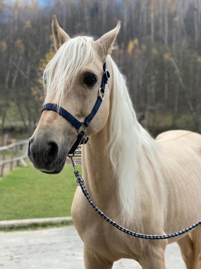 Popasul Craiului Villa Zărneşti Esterno foto